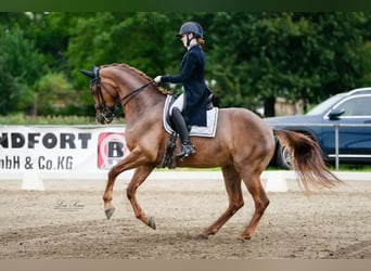 KWPN, Stute, 14 Jahre, 168 cm, Fuchs