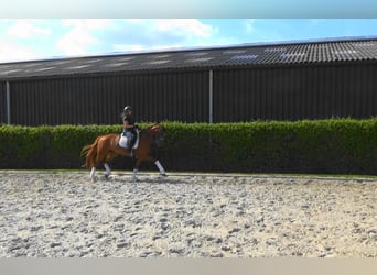 KWPN, Stute, 14 Jahre, 168 cm, Fuchs