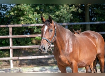 KWPN, Stute, 14 Jahre, 169 cm, Brauner