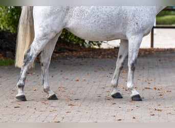 KWPN, Stute, 14 Jahre, 169 cm, Schimmel