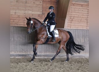 KWPN, Stute, 14 Jahre, 170 cm, Brauner