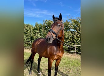 KWPN, Stute, 14 Jahre, 170 cm, Dunkelbrauner