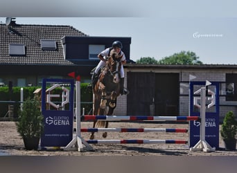 KWPN, Stute, 14 Jahre, 170 cm, Dunkelfuchs