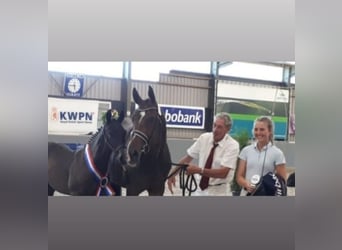 KWPN, Stute, 14 Jahre, 172 cm, Dunkelbrauner