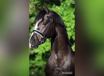 KWPN, Stute, 14 Jahre, 173 cm, Brauner