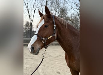 KWPN, Stute, 14 Jahre, 173 cm, Fuchs