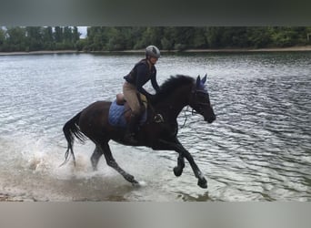 KWPN, Stute, 14 Jahre, 174 cm, Dunkelbrauner