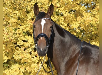 KWPN, Stute, 14 Jahre, 175 cm, Brauner