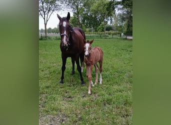 KWPN, Stute, 14 Jahre, Brauner