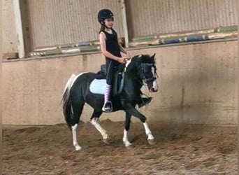 KWPN Mix, Stute, 15 Jahre, 120 cm, Schecke
