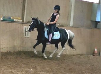 KWPN Mix, Stute, 15 Jahre, 120 cm, Schecke
