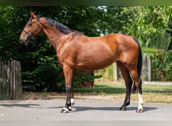 KWPN, Stute, 15 Jahre, 154 cm