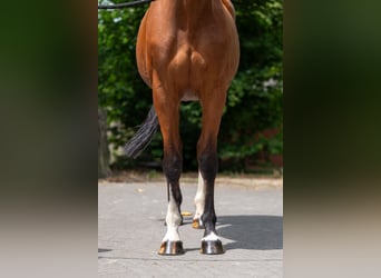 KWPN, Stute, 15 Jahre, 154 cm