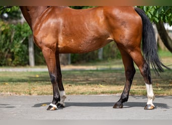 KWPN, Stute, 15 Jahre, 154 cm