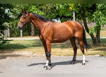 KWPN, Stute, 15 Jahre, 154 cm