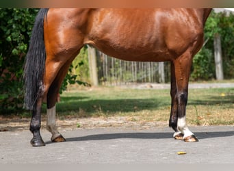 KWPN, Stute, 15 Jahre, 154 cm