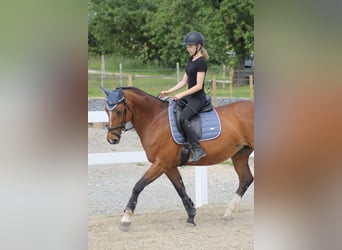 KWPN, Stute, 15 Jahre, 160 cm, Brauner