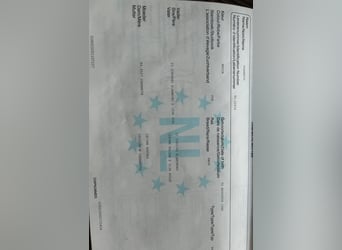 KWPN, Stute, 15 Jahre, 163 cm, Brauner