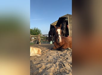 KWPN, Stute, 15 Jahre, 163 cm, Brauner