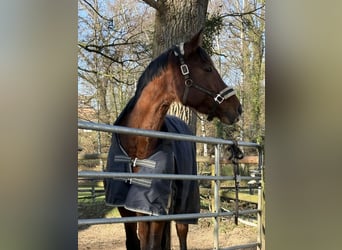 KWPN, Stute, 15 Jahre, 163 cm, Dunkelbrauner