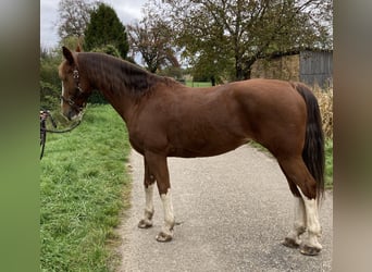 KWPN, Stute, 15 Jahre, 163 cm, Fuchs