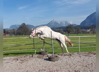 KWPN, Stute, 15 Jahre, 163 cm, Schimmel