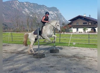 KWPN, Stute, 15 Jahre, 163 cm, Schimmel