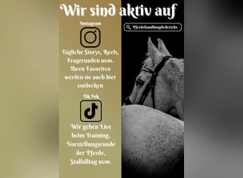 KWPN, Stute, 15 Jahre, 164 cm, Schimmel