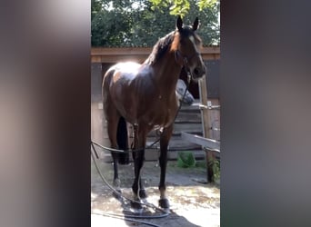 KWPN, Stute, 15 Jahre, 165 cm, Brauner