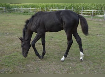 KWPN, Stute, 15 Jahre, 165 cm, Brauner