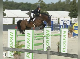 KWPN, Stute, 15 Jahre, 165 cm, Brauner