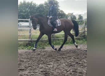KWPN, Stute, 15 Jahre, 165 cm, Brauner