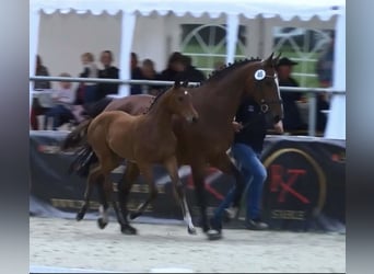 KWPN, Stute, 15 Jahre, 165 cm, Brauner
