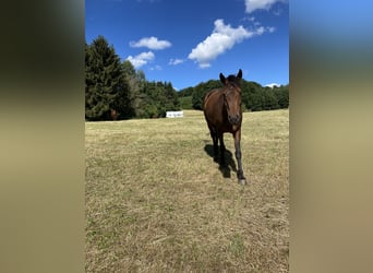 KWPN, Stute, 15 Jahre, 165 cm, Dunkelbrauner