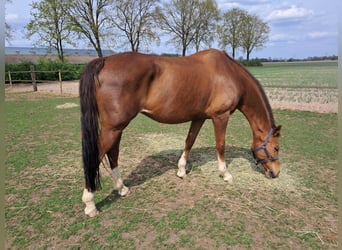 KWPN, Stute, 15 Jahre, 165 cm, Fuchs