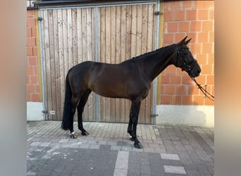 KWPN, Stute, 15 Jahre, 166 cm, Brauner
