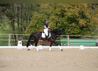 KWPN, Stute, 15 Jahre, 166 cm, Brauner