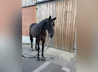 KWPN, Stute, 15 Jahre, 166 cm, Brauner