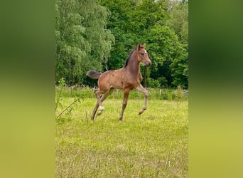 KWPN, Stute, 15 Jahre, 166 cm, Dunkelbrauner