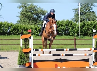KWPN, Stute, 15 Jahre, 166 cm, Fuchs