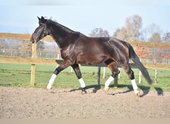 KWPN, Stute, 15 Jahre, 167 cm, Dunkelbrauner