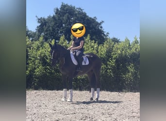 KWPN, Stute, 15 Jahre, 167 cm, Dunkelbrauner