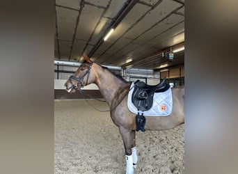 KWPN, Stute, 15 Jahre, 167 cm, Fuchs