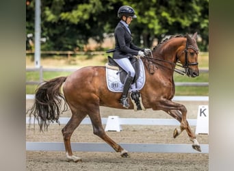 KWPN, Stute, 15 Jahre, 167 cm, Fuchs