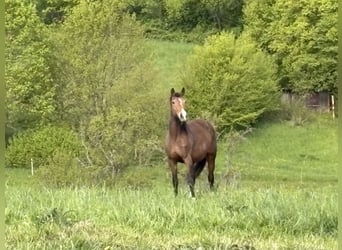 KWPN, Stute, 15 Jahre, 168 cm, Brauner