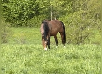 KWPN, Stute, 15 Jahre, 168 cm, Brauner