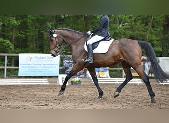 KWPN, Stute, 15 Jahre, 169 cm, Brauner