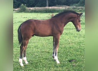 KWPN, Stute, 15 Jahre, 170 cm, Brauner