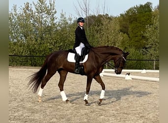 KWPN, Stute, 15 Jahre, 170 cm, Dunkelfuchs