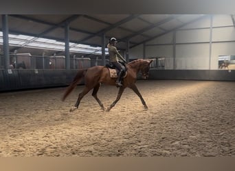 KWPN, Stute, 15 Jahre, 170 cm, Dunkelfuchs